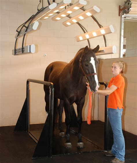 They are one of the largest stables in the Center, and they cater their services to riders of all ages and skill levels. . Rehab horse boarding